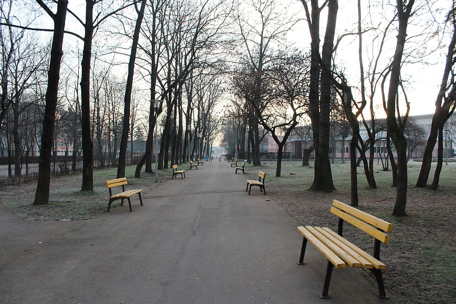 wood, tree, bench, road, park, nature, outdoors, daylight, environment HD wallpaper