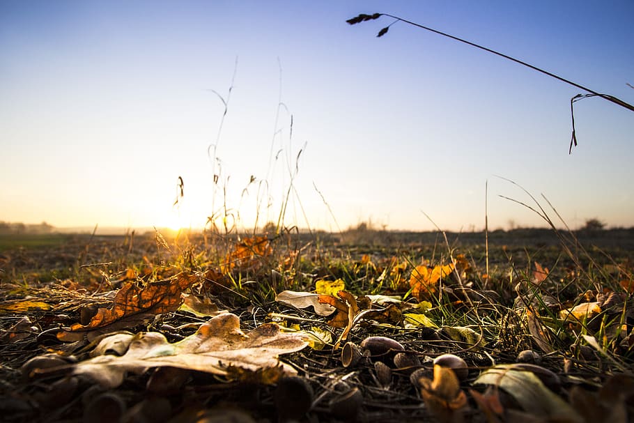 light, dawn, landscape, nature, dry leaves, dusk, fall, field HD wallpaper
