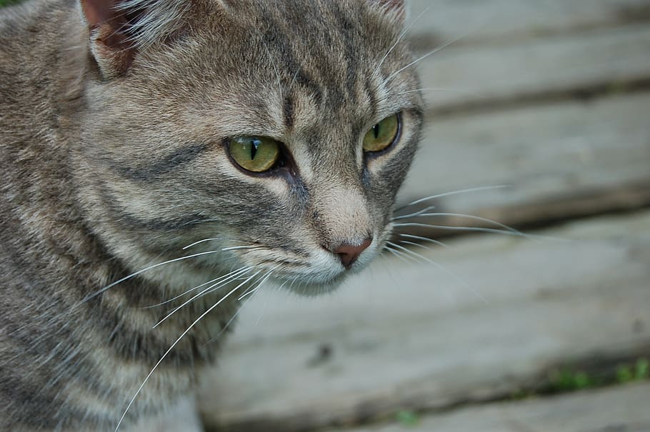 cat, pet, view, animal themes, mammal, one animal, feline, domestic HD wallpaper