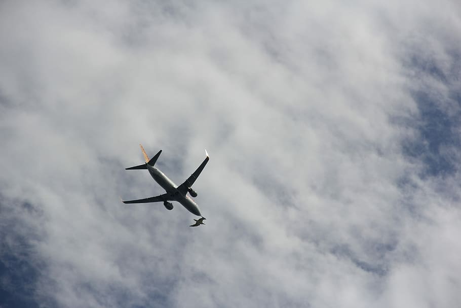 Aircraft, Bird, Flight, airplane, flying, transportation, air Vehicle HD wallpaper
