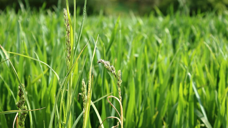 Ear, Grain, Green, Wheat, Nature, Plant, cereals, cornfield HD wallpaper