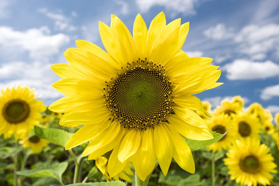 sunflower, blue sky cloud, summer, yellow, sunny, outdoor, farm HD wallpaper
