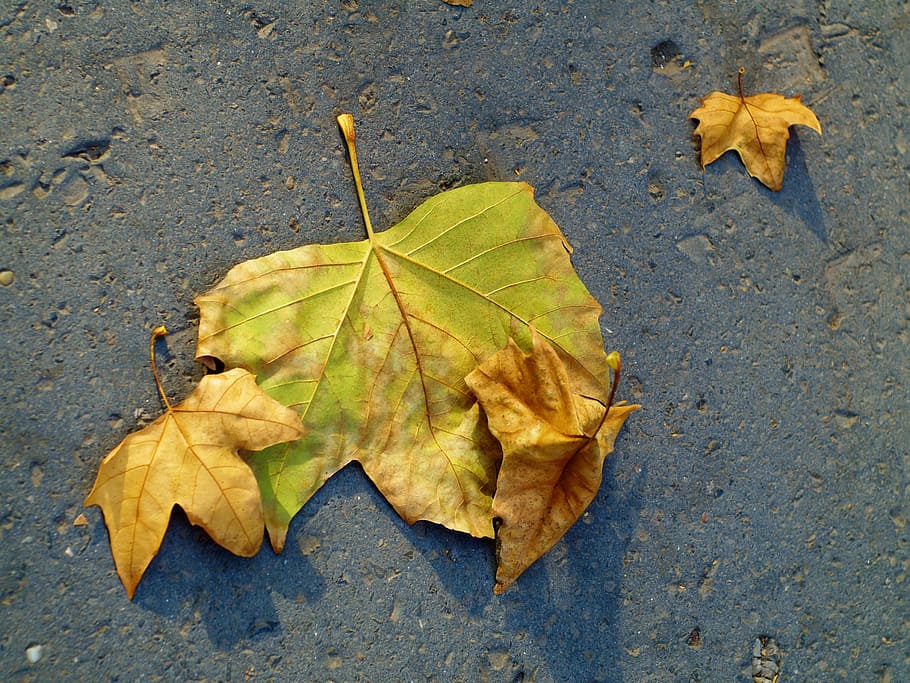 leaves, september, october, fall, autumn, wood, yellow, leaf HD wallpaper