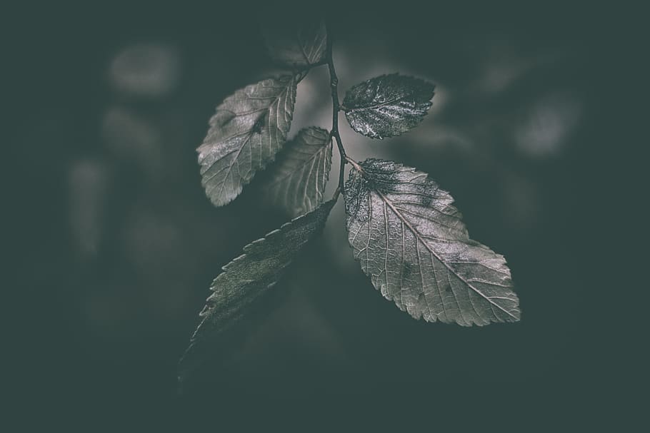 gray leafed plant, closeup photography of leaf during night time HD wallpaper