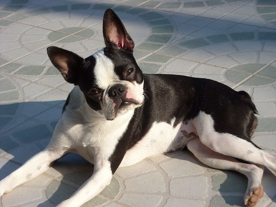 short-coated black and white dog lying on pavement, canine HD wallpaper