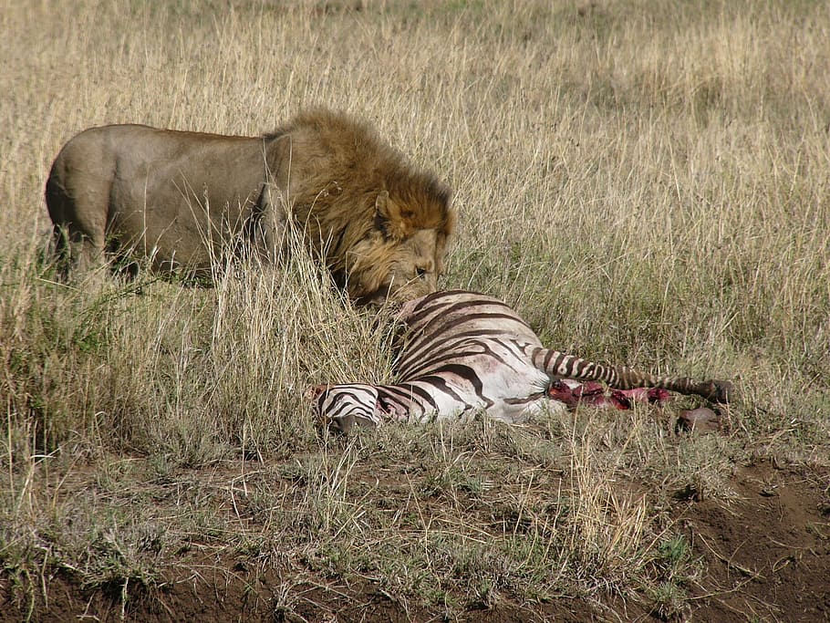 Predator, Lion, Zebra, Chilly, masai mara national park, kenya HD wallpaper