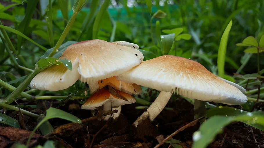 mushroom, cep, soil, boletus, edible, fungus, vegetable, close-up HD wallpaper