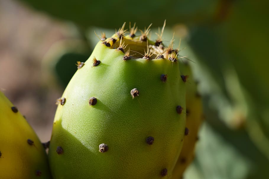 HD wallpaper: prickly pear, ripe, summer, plant, mediterranean, ficus