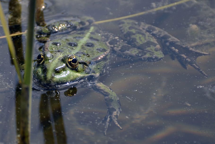 HD wallpaper: frog, pond, green, water, frogs, pond with frogs, nature