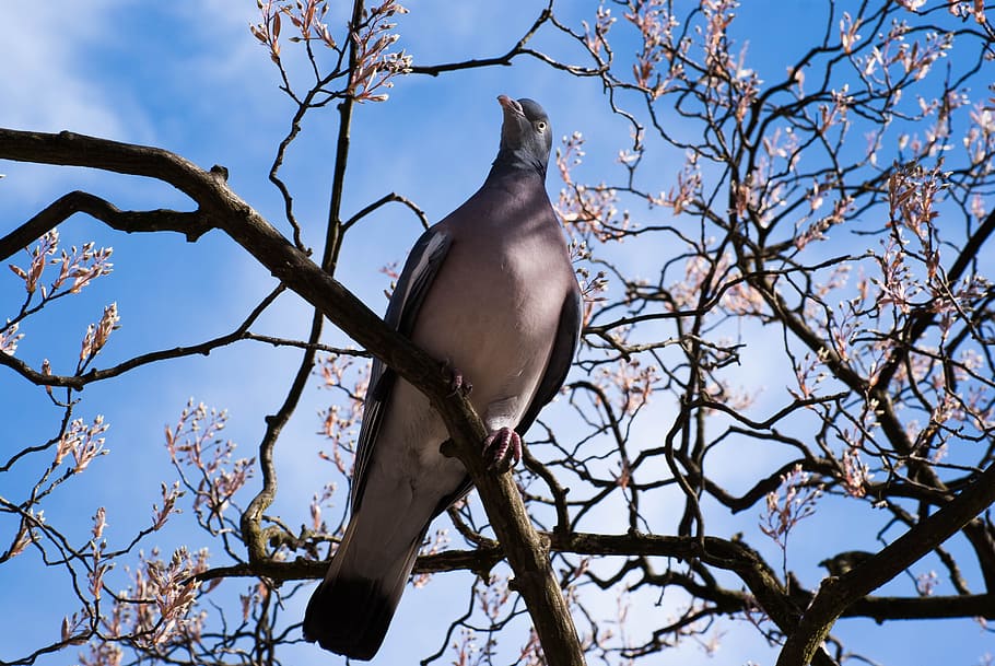 Dove, Spring, Bird, Feather, spring flowers, clouds, branch HD wallpaper