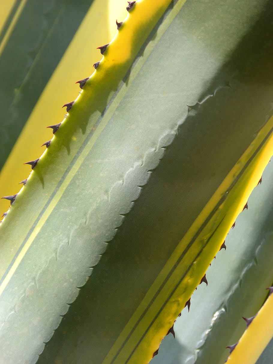 cactus, agave, atzavara, background, texture, bicolor, leaves HD wallpaper