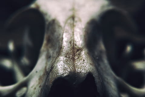 white animal skull photo, skeleton, macro, natural, death, dead HD wallpaper