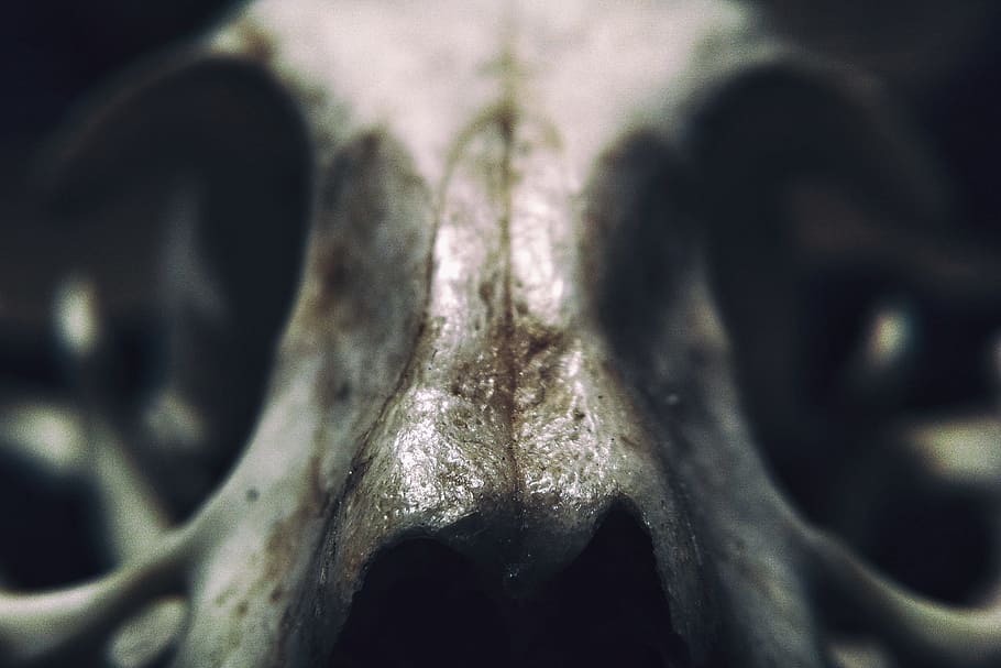 white animal skull photo, skeleton, macro, natural, death, dead HD wallpaper