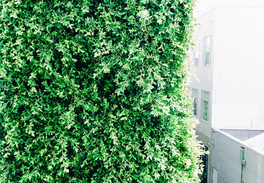 green, leaves, shrub, plant, growth, green color, architecture HD wallpaper