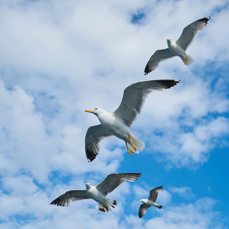 four white-and-gray flying doves under cloudy sky, seagull, bird, HD wallpaper