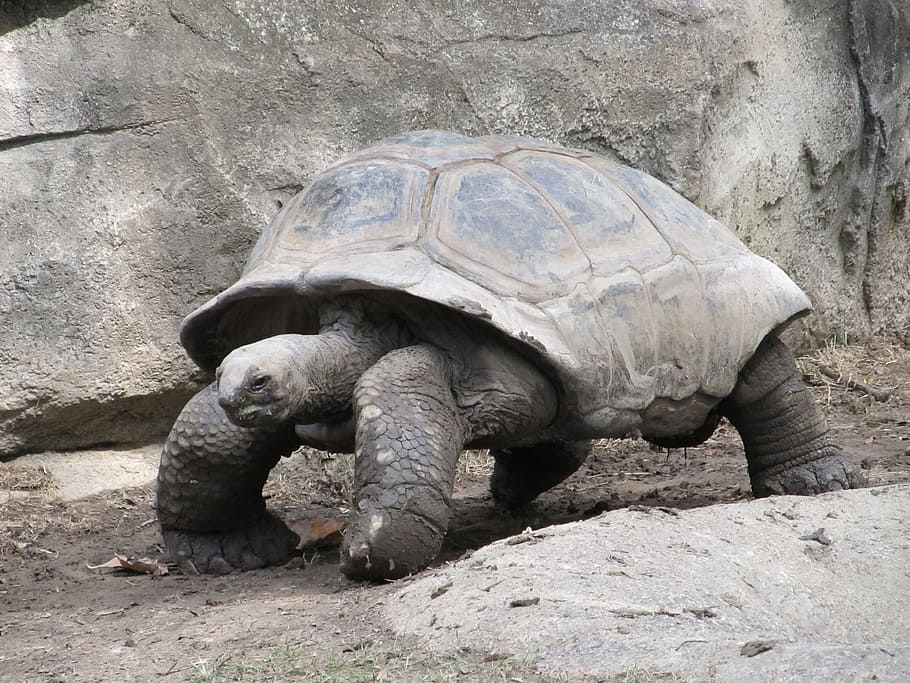 gray tortoise, giant tortoise, reptile, shell, walking, wildlife, HD wallpaper