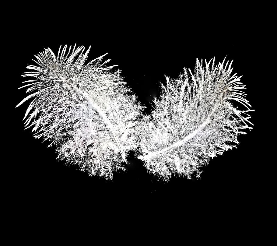 feather, bird feathers, down, close, two, the same, fine, tender HD wallpaper