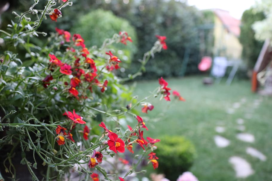 nature, field, flowers, garden, bloom, blooming, blossom, blur HD wallpaper
