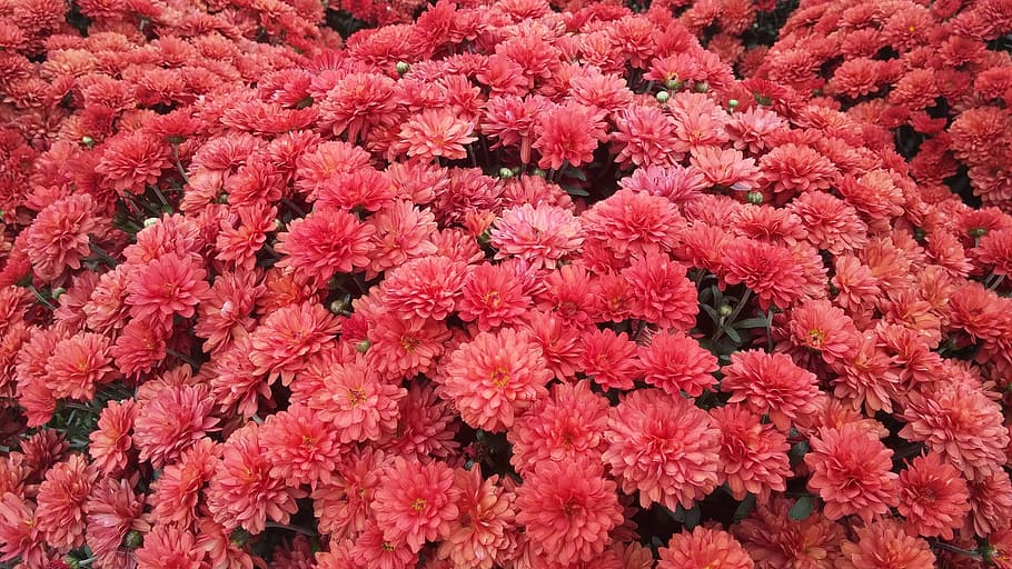 field of red petaled flowers, floral, garden, fall, mums, flowering plant HD wallpaper
