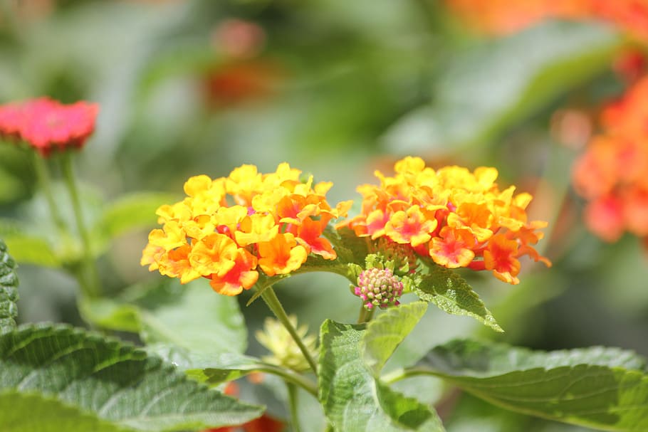 flour, orange, small, yellow, romance, flowering plant, plant part HD wallpaper