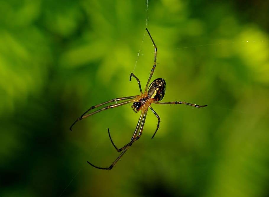 spider, long-jawed orb weaver, web, insect, macro, nature, arachnid HD wallpaper