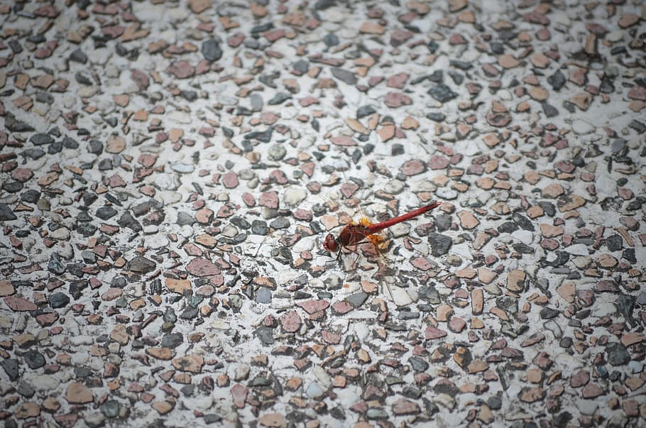 Dragonfly, Pebble, Animal, one animal, animal themes, animals in the wild HD wallpaper