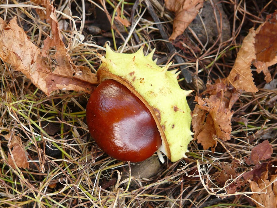 chestnut, buckeye, fruit, concerns, ground, collect, autumn HD wallpaper