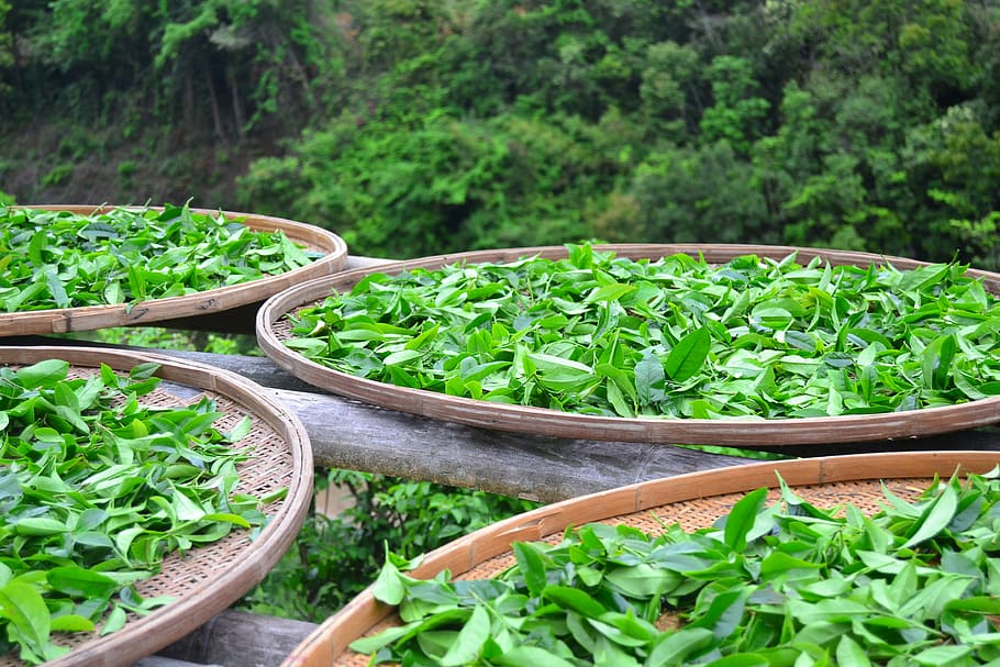 green leaves on brown tray, sun tea, tea station, green color HD wallpaper