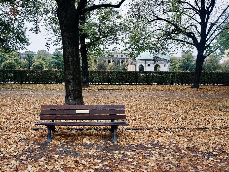 brown wooden bench near tall trees at daytime, brown wooden bench near tree on park HD wallpaper