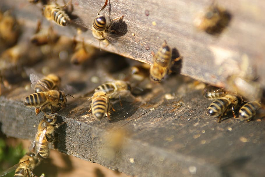 Hive, Bees, Beekeeper, insect, animals in the wild, animal themes HD wallpaper