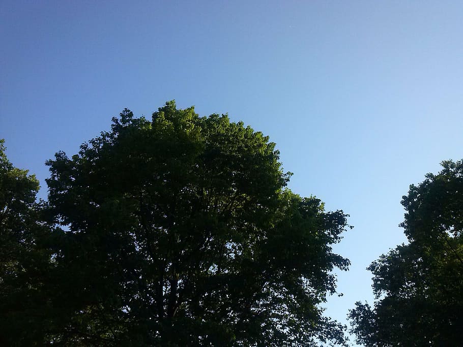 tree, sky, blue, sun, nature, seasons, rest, landscape, plant HD wallpaper