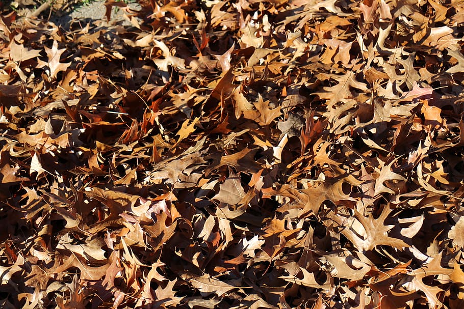 Falling Leaf, Natural, autumn, full frame, backgrounds, nature HD wallpaper