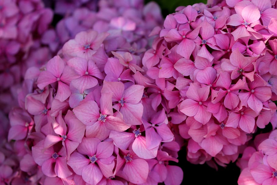 hydrangea, flower, pink, violet, flowering plant, beauty in nature HD wallpaper