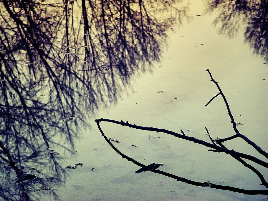 Water, Reflection, Winter, Branch, sky, trees, sunset, light HD wallpaper