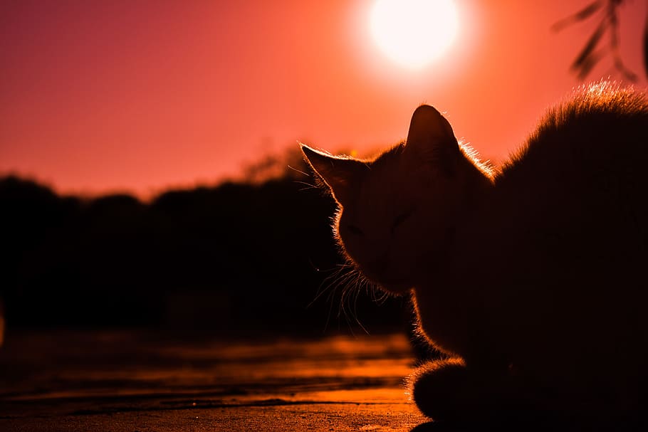 silhouette of cat during daytime, sunset, shadows, silhouettes HD wallpaper