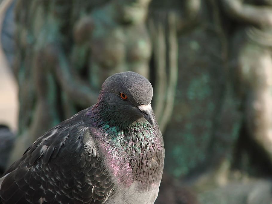 Dove, Pigeons, Wing, Standing, Animal, bird pigeon, collar HD wallpaper