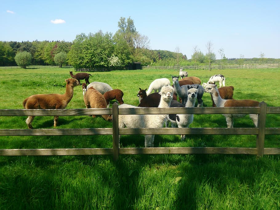 spring, alpaca, wool, domestic animals, mammal, livestock, group of animals HD wallpaper