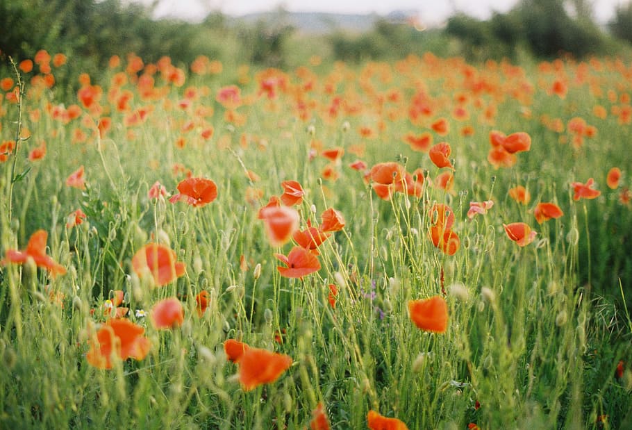 red petaled flowers, field of red petaled flowers, plant, growth HD wallpaper
