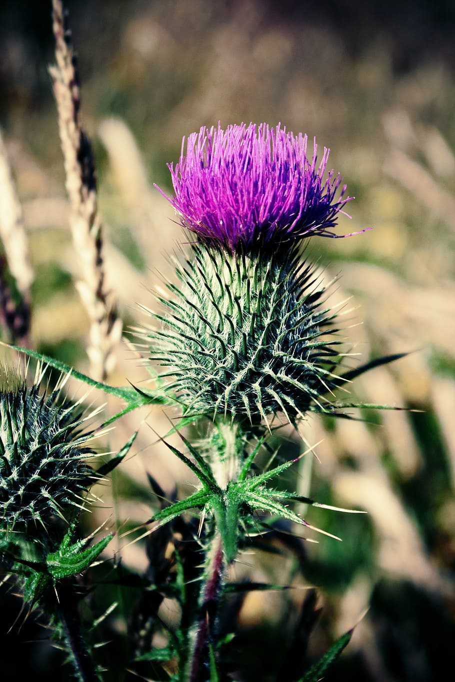 Thistle flowers 1080P, 2K, 4K, 5K HD wallpapers free download