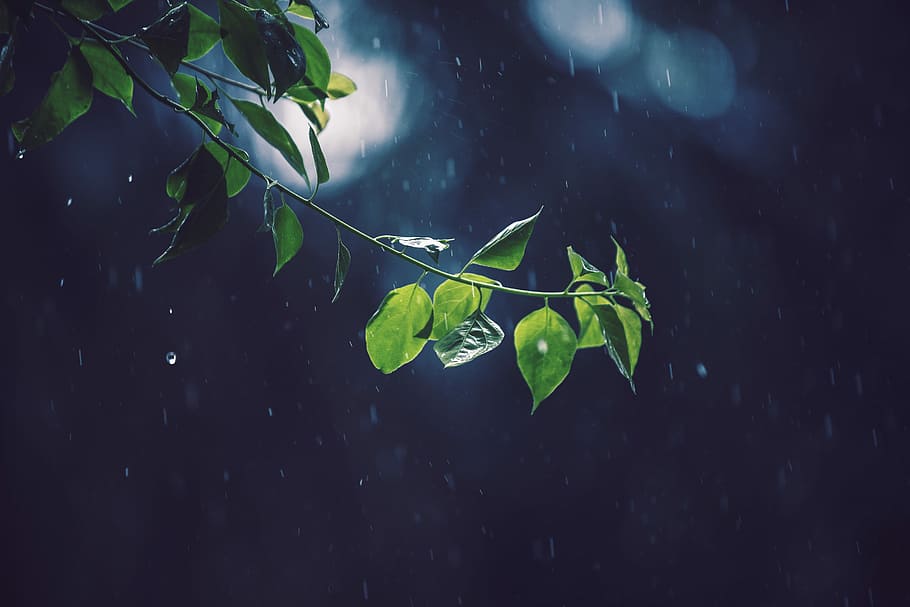 selective focus photography of green leafed tree, bokeh photography of green leaf HD wallpaper