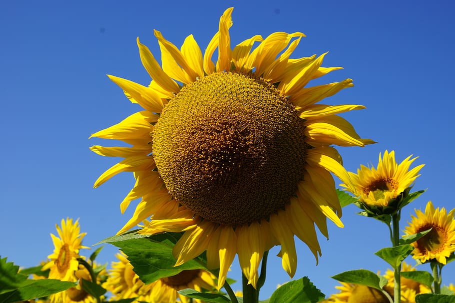 flower, sunflower, nature, yellow, agriculture, summer, sky HD wallpaper