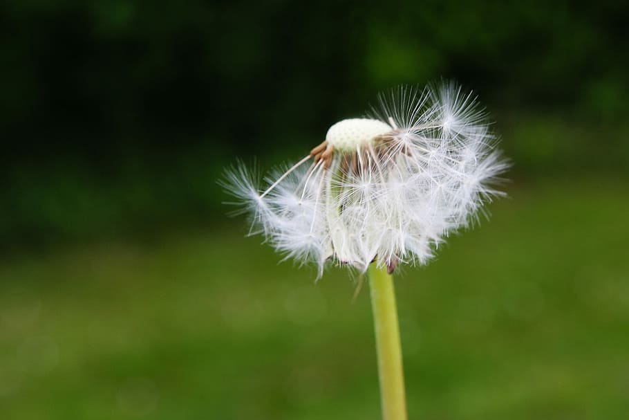 Dandelion, Flower, flowers, fragility, nature, focus on foreground HD wallpaper
