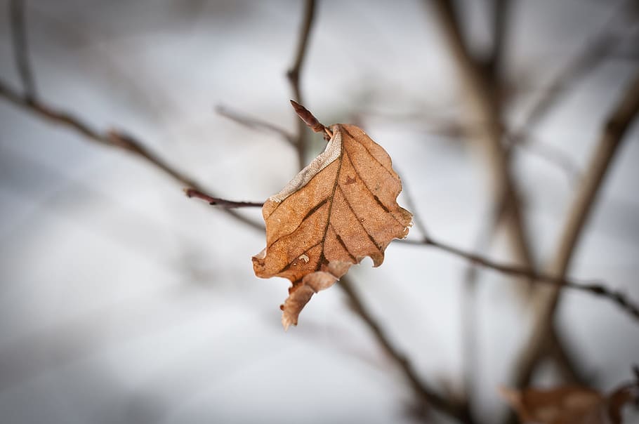 withered leaf, leaves, autumn leaf, fall foliage, winter, trueb HD wallpaper