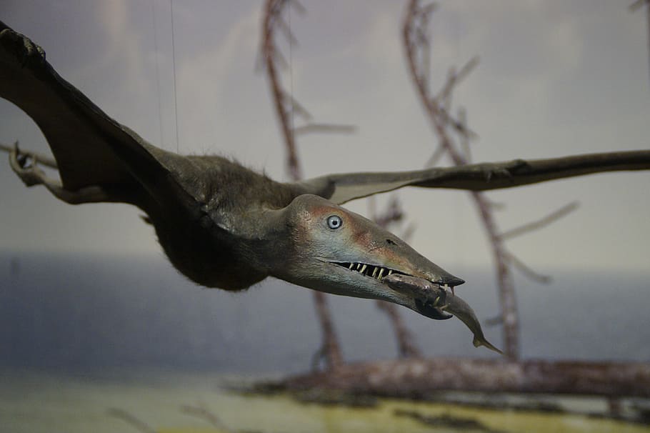 pterosaur, fishing, prey, eat, prehistoric times, dinosaur