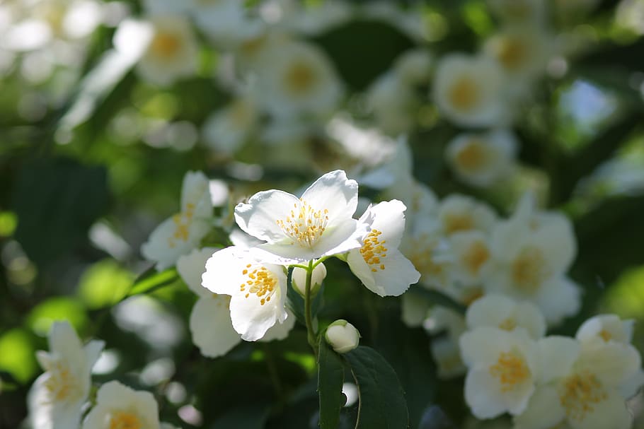 jasmine, flower, spring, blossom, floral, flowering plant, vulnerability HD wallpaper