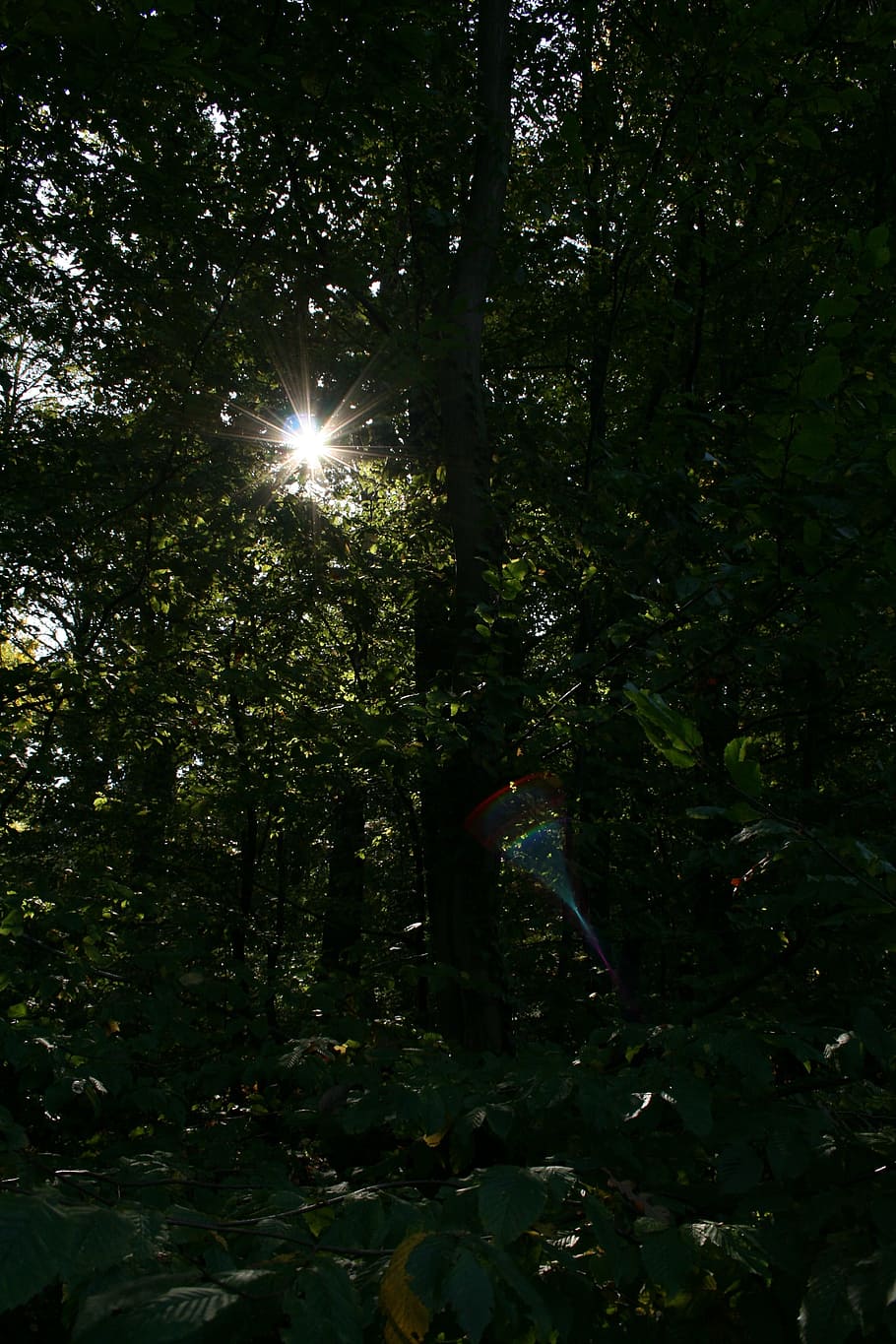 forest, sun, trees, nature, light, dark, shadow, leaves, plant HD wallpaper