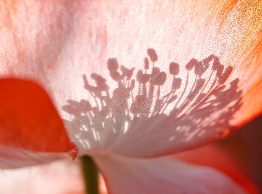 close up photography of red textile, poppy, shadow play, back light HD wallpaper