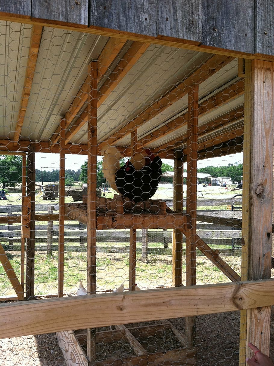 rooster, chicken, cage, farm, barn, fowl, wood - material, day HD wallpaper