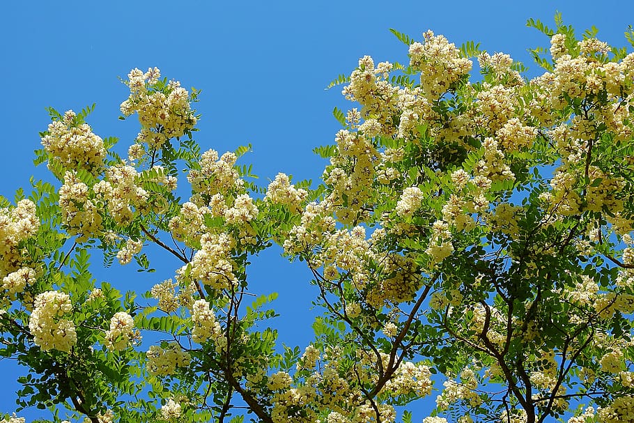 acacia, blooming tree, nature, spring, forest, plant, sky, flowering plant HD wallpaper