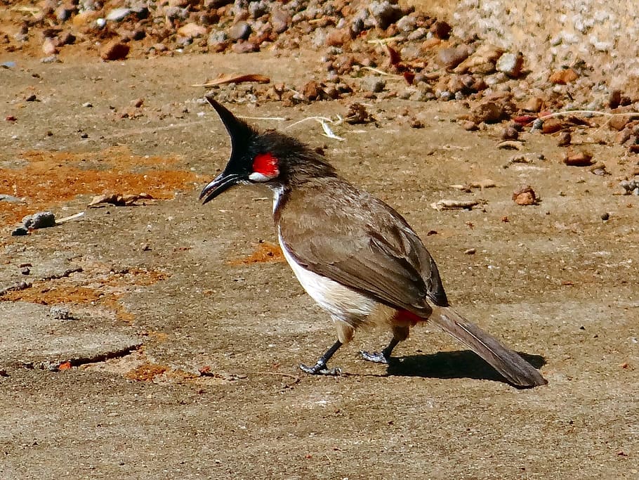 Bulbul, Red, Whiskered, Bird, Fly, Wings, red-whiskered, feather